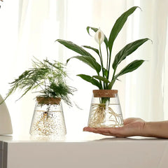 AquaRoots™ Glass Plant Propagators with Cork Lid